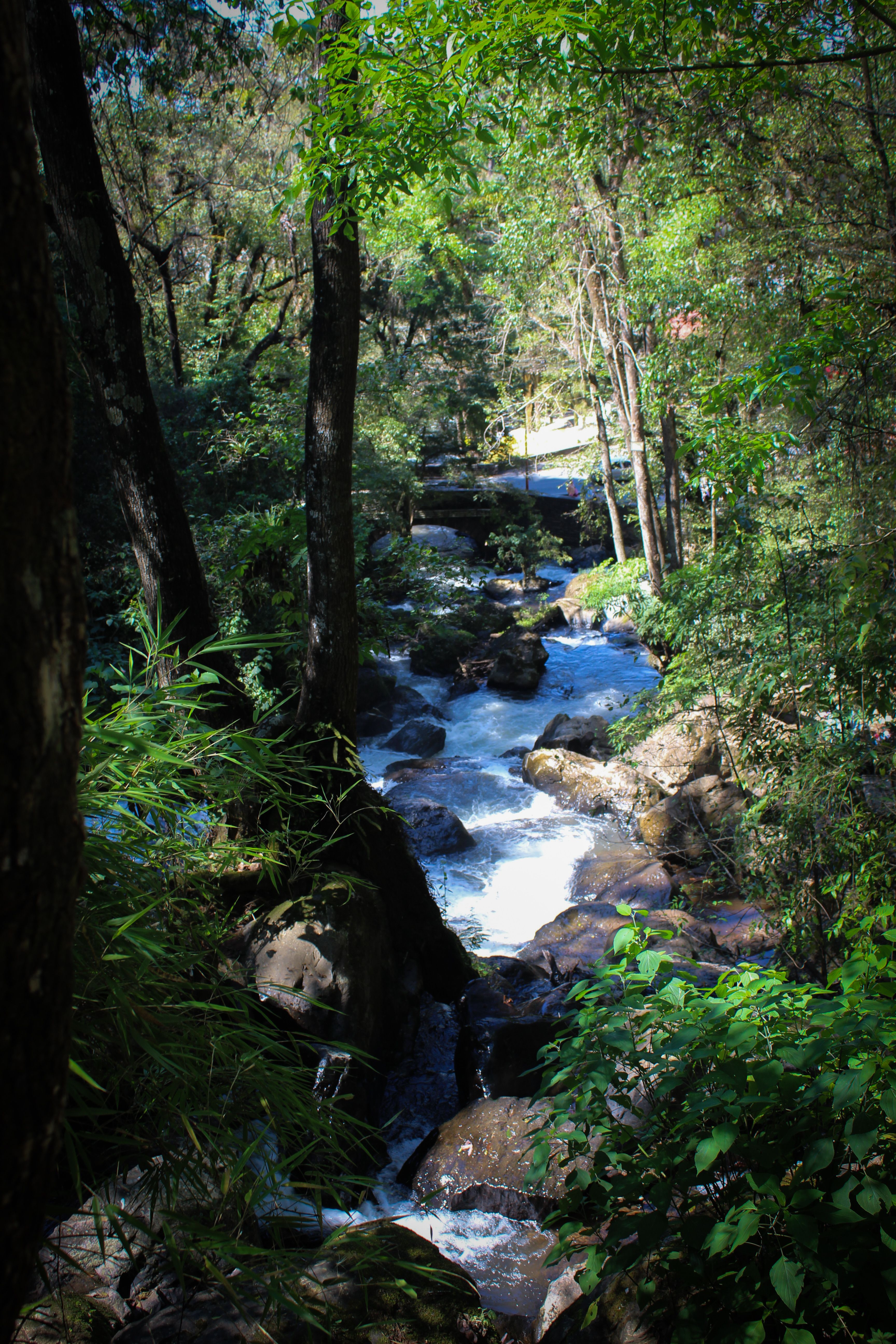 Serene Forest Stream Cascading Through Rocks · Free Stock Photo
