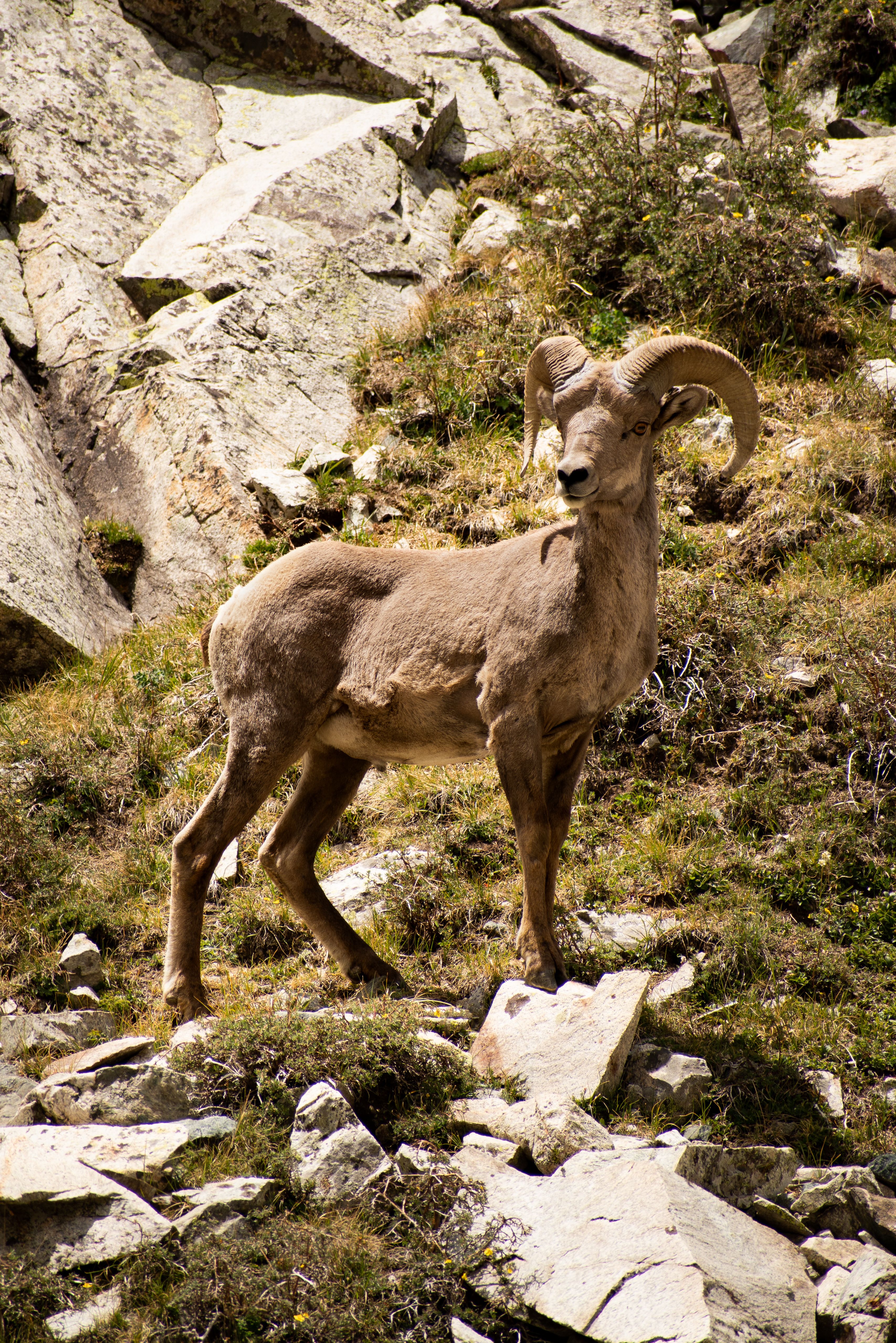 A bighorn sheep stands majestically on rocky terrain in Colorado, USA.
