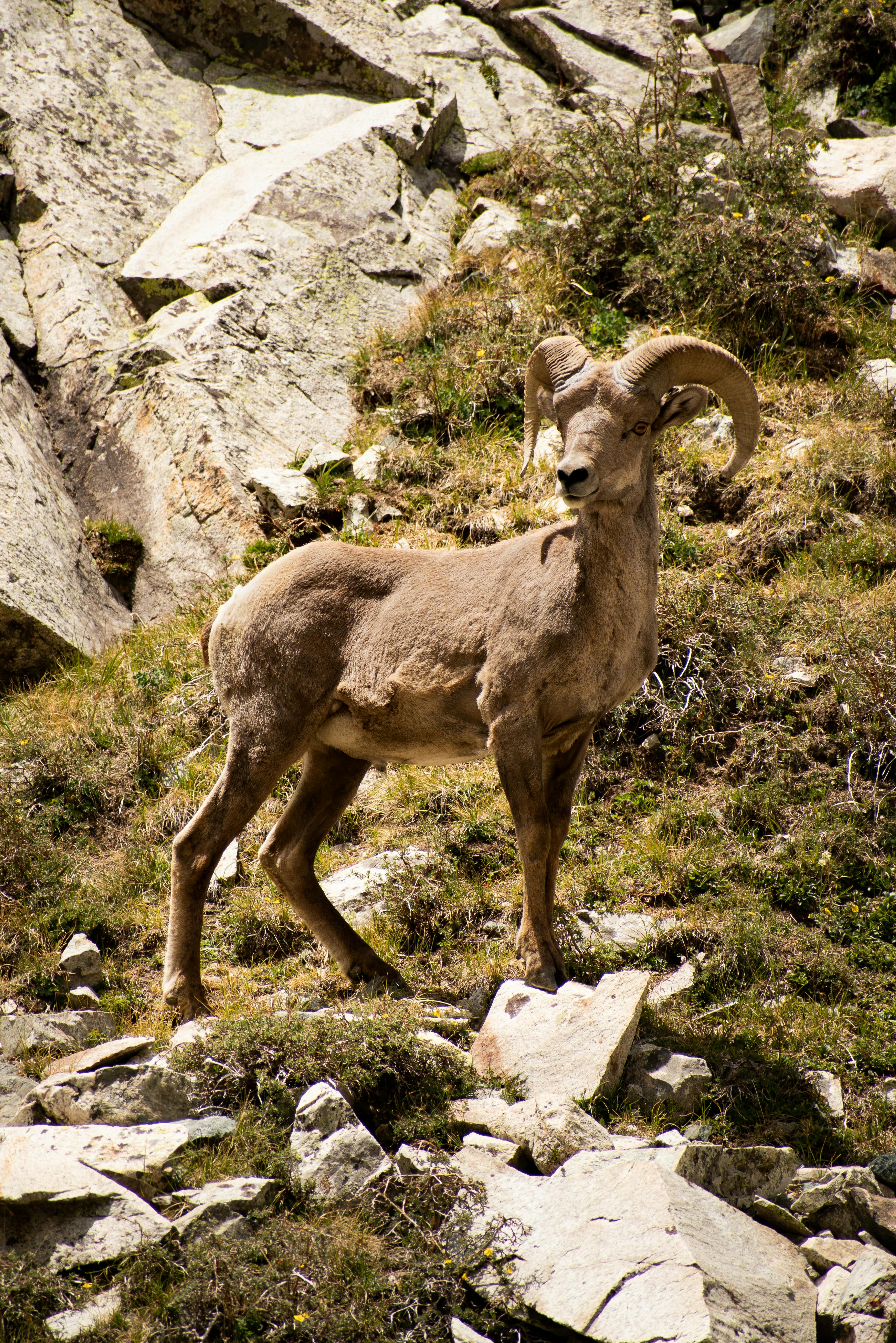 Gratuit Un mouflon d'Amérique se dresse majestueusement sur un terrain rocailleux du Colorado, aux États-Unis. Photos
