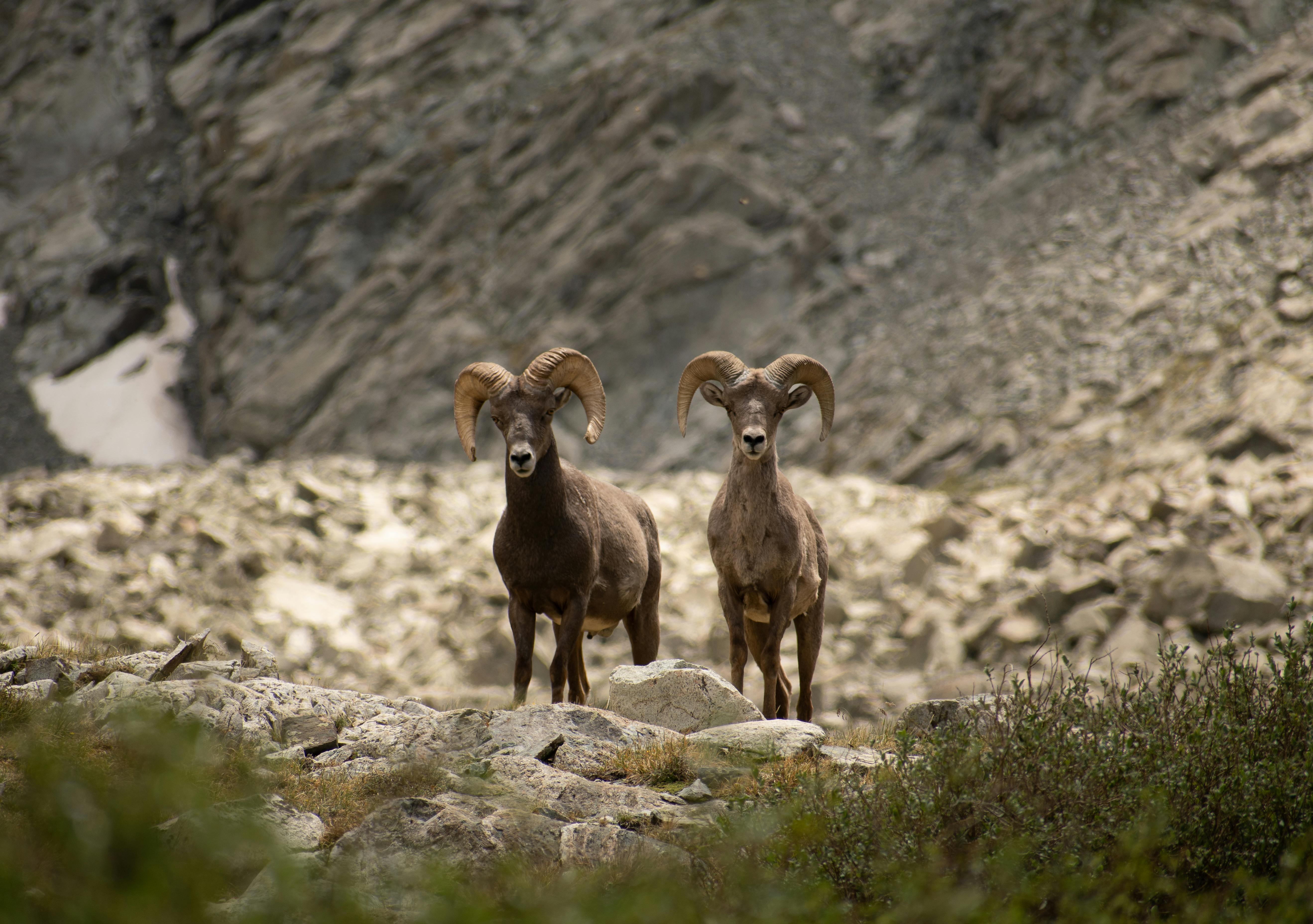 Big Horn Outdoor Adventure Show - Spokane and North Idaho community calendar - The Spokesman — Photo by David Solce on Pexels