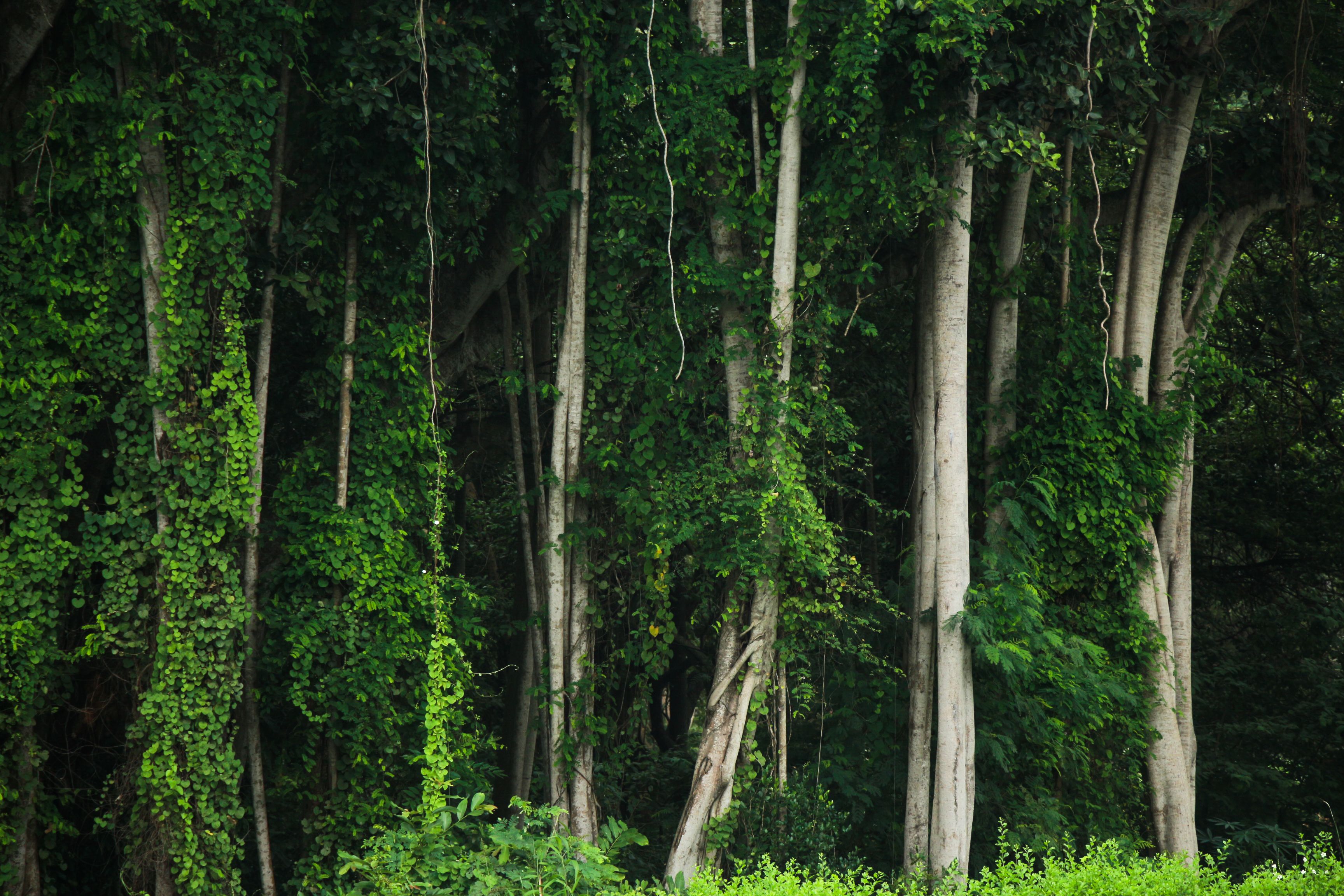 Lush Green Forest with Tall Trees · Free Stock Photo