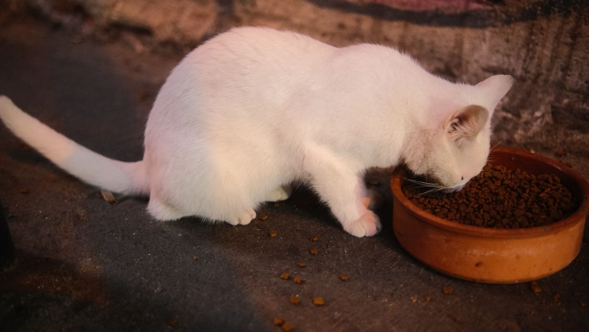 Cat Nutrition Guide: What Cats Actually Need to Eat