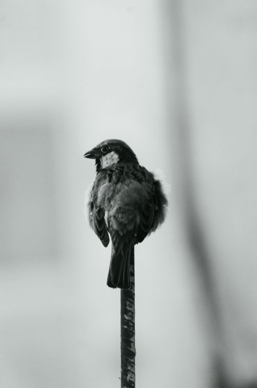 Free A solitary sparrow perched on a stick, captured in black and white, evoking a sense of solitude. Stock Photo