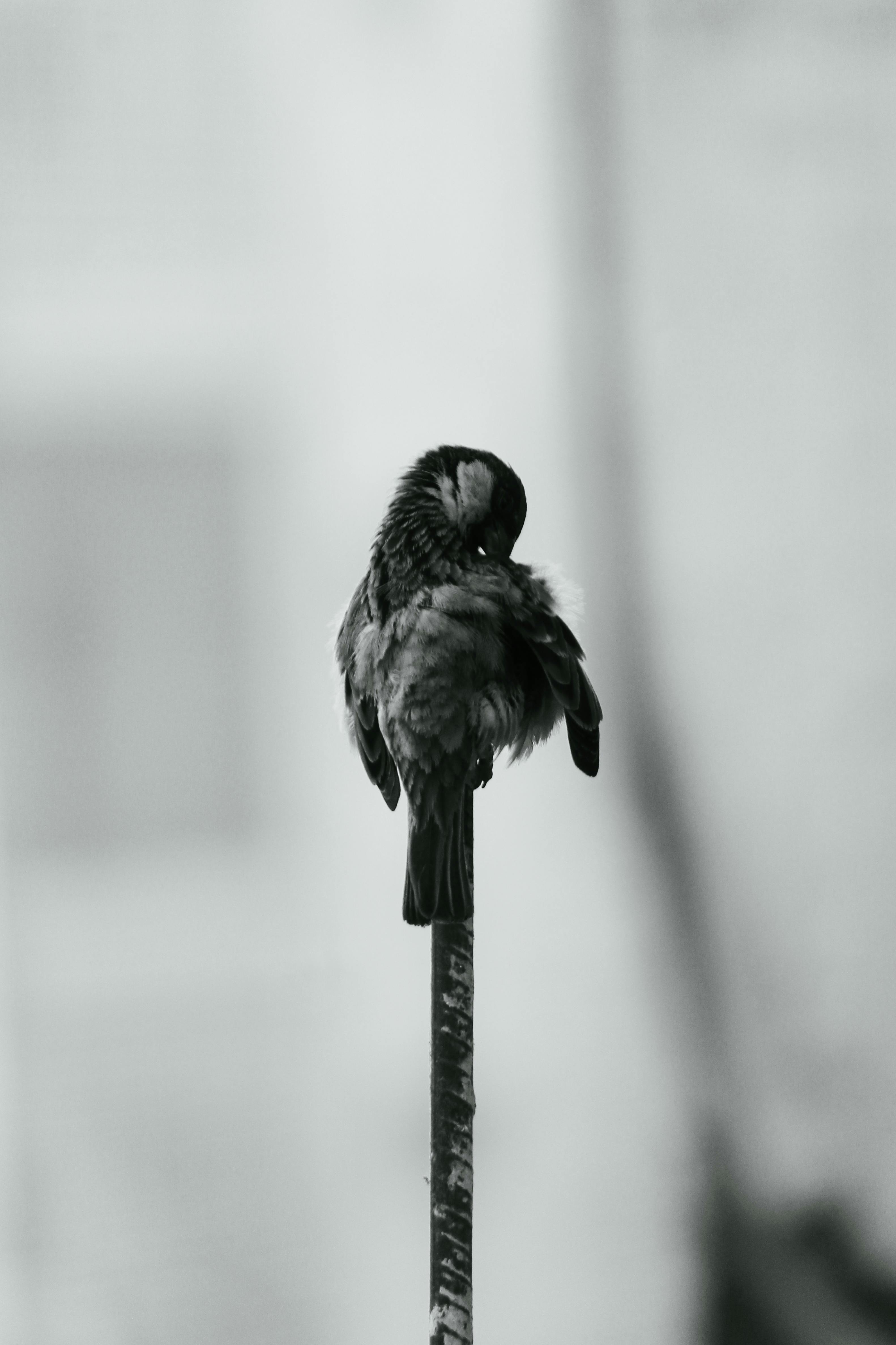 Gratis Fotografía artística en blanco y negro de un gorrión posado con gracia, capturada en un estilo minimalista. Foto de stock