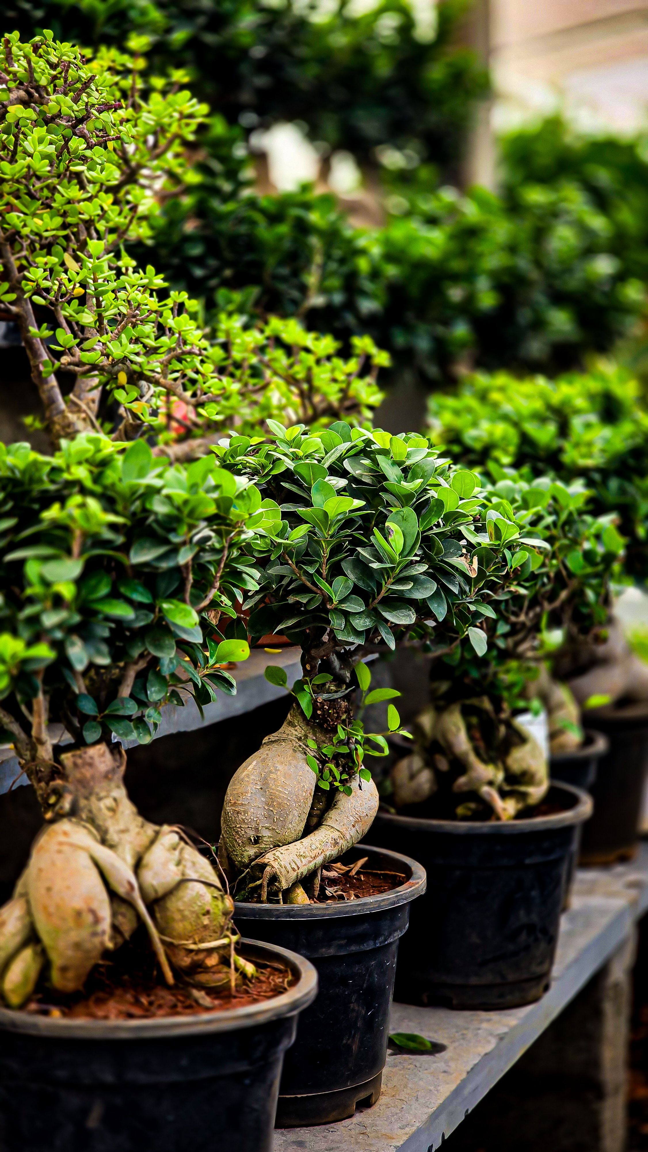 4.000+ Bonsai Baum Bilder und Fotos  Kostenlos Downloaden  Pexels  Stock-Fotos