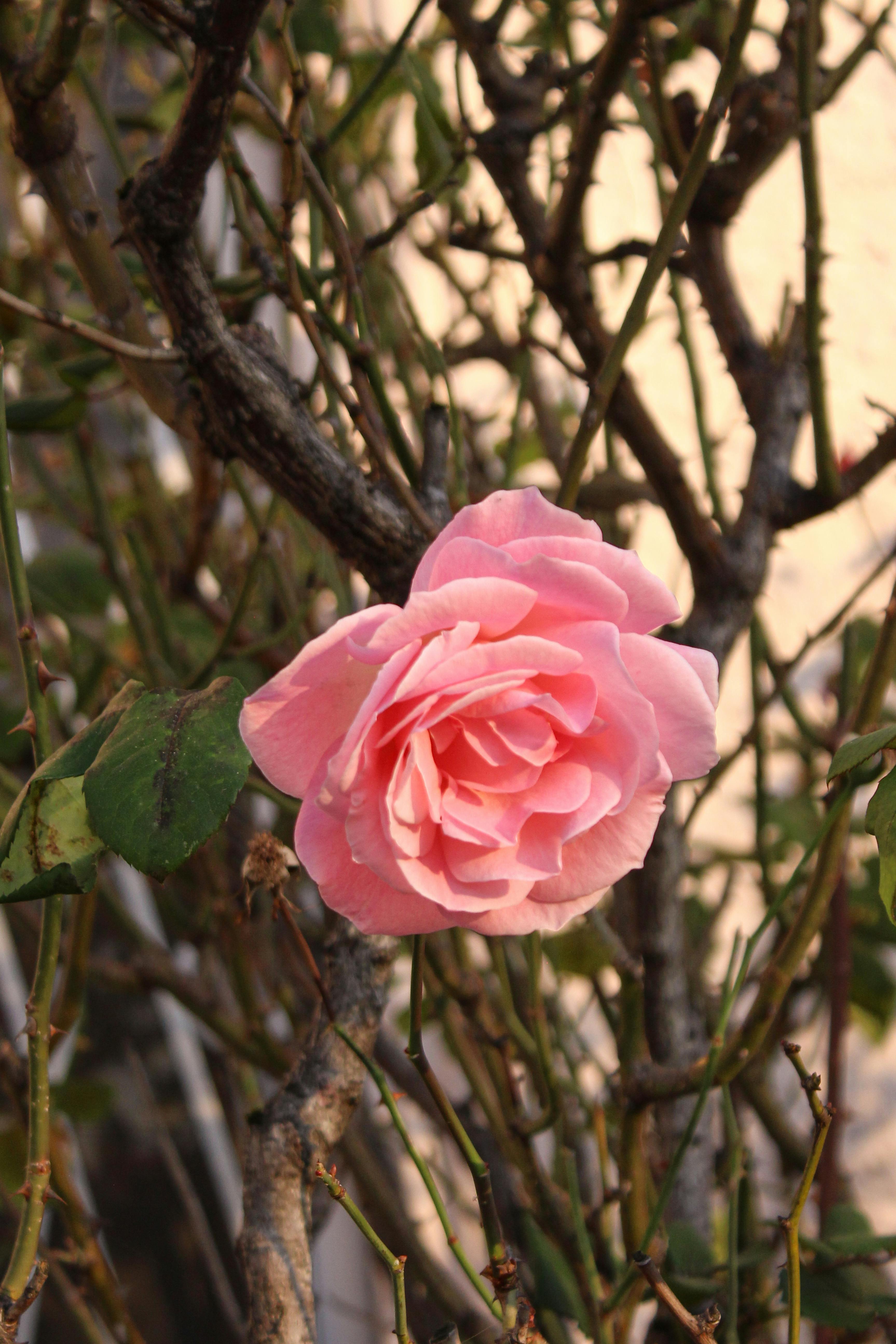 A vibrant pink rose in full bloom amidst bare branches, captured outdoors.