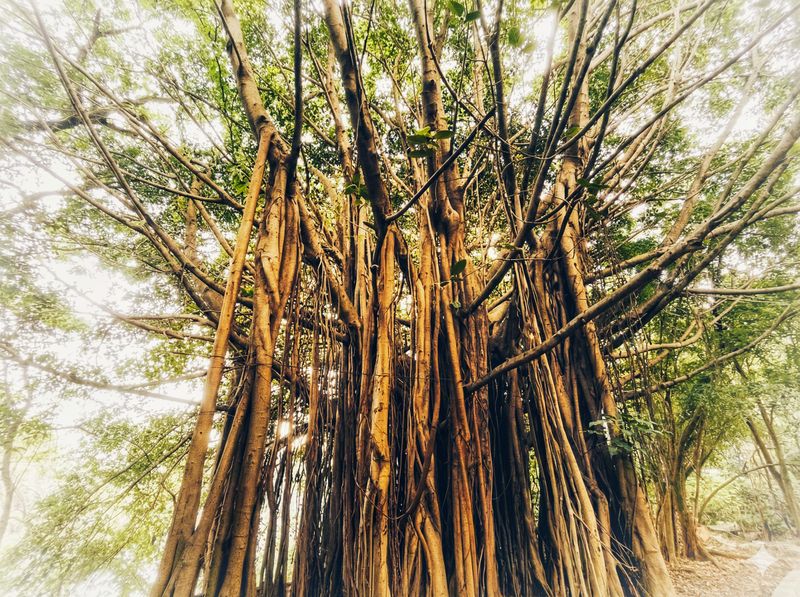 Hutan De Djawatan pohon trembesi raksasa Banyuwangi