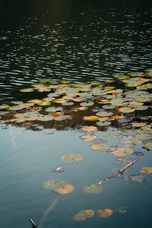 Free Peaceful pond scene with floating lily pads and gentle ripples, perfect for nature themes. Stock Photo