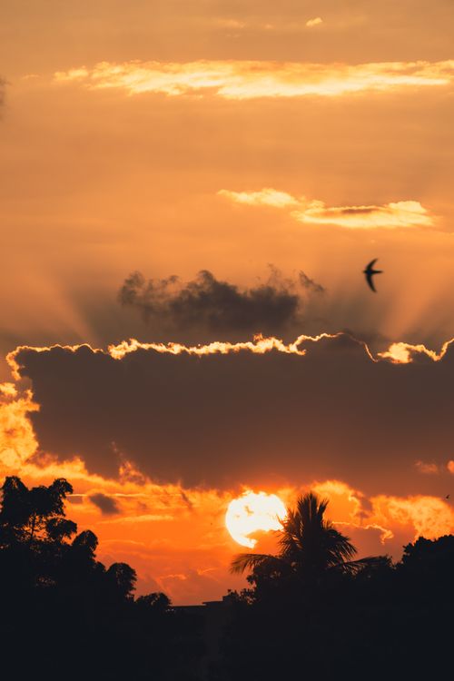 Free Breathtaking sunset with silhouetted trees and clouds in Muscat, Oman. Stock Photo