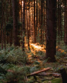 Golden sunlight streaming through trees in a serene Dutch forest, capturing nature's calm beauty.