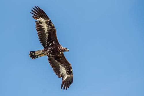 Free A stunning eagle glides effortlessly through a clear blue sky, showcasing its impressive wingspan. Stock Photo
