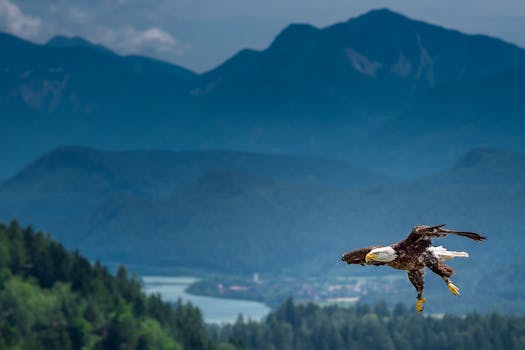A bald eagle gracefully flies above a scenic mountain view.
