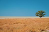 A single tree stands in a vast, arid Namibian desert landscape under a clear blue sky.