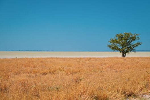 Makgadikgadi salt pans full moon — Botswana
