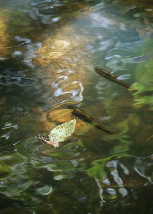 Free Serene pond scene with gentle ripples, fish swimming, and a floating leaf, capturing nature's calm. Stock Photo