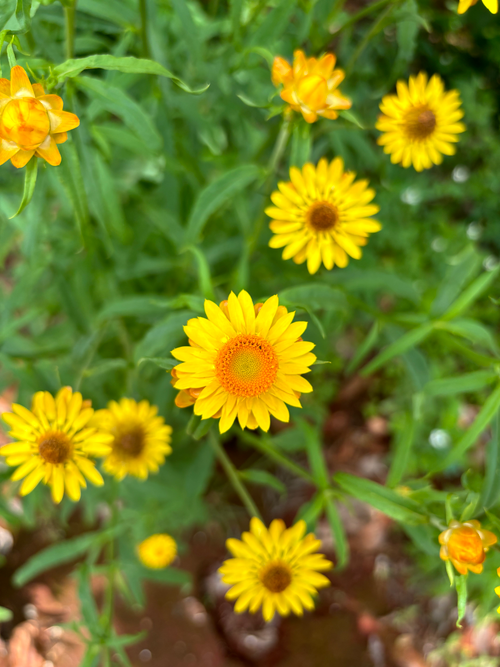 Free Bright yellow daisies in a lush green garden setting, showcasing natural beauty. Stock Photo