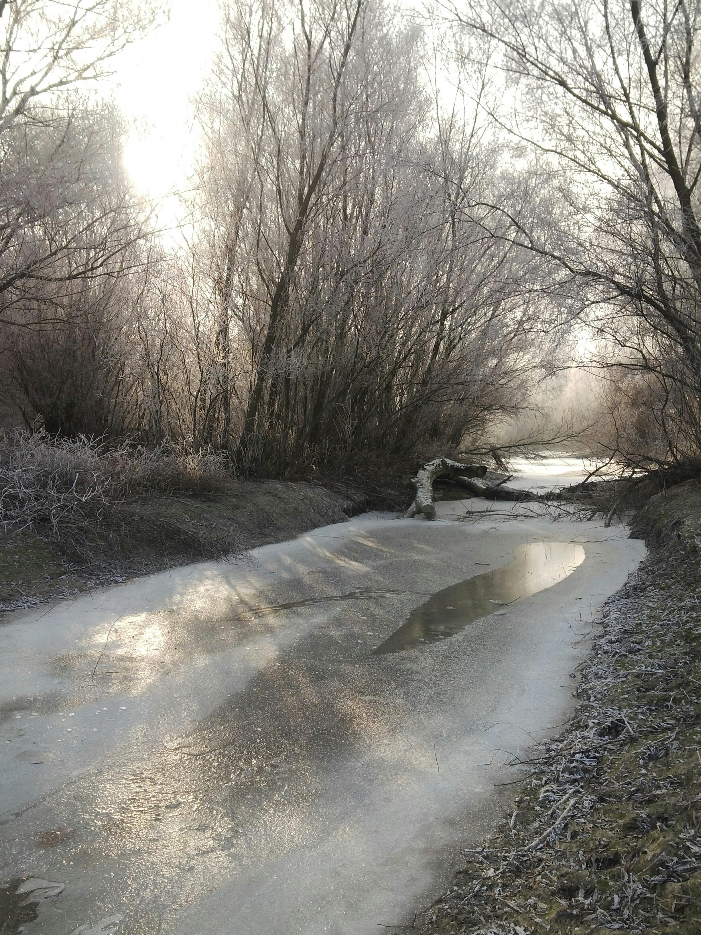 Captivating winter landscape with bare trees and a frozen river in Nagymaros, Hungary.