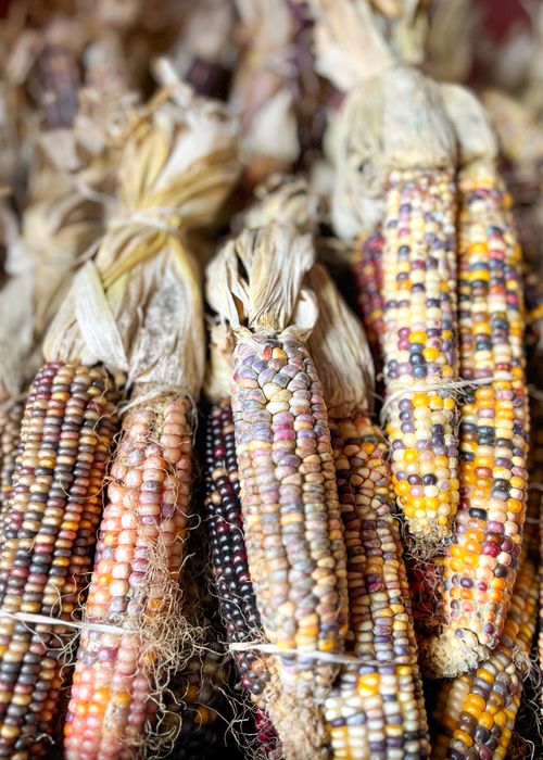 Free Vibrant close-up of multicolored dried Indian corn ears, showcasing their natural texture and autumn hues. Stock Photo