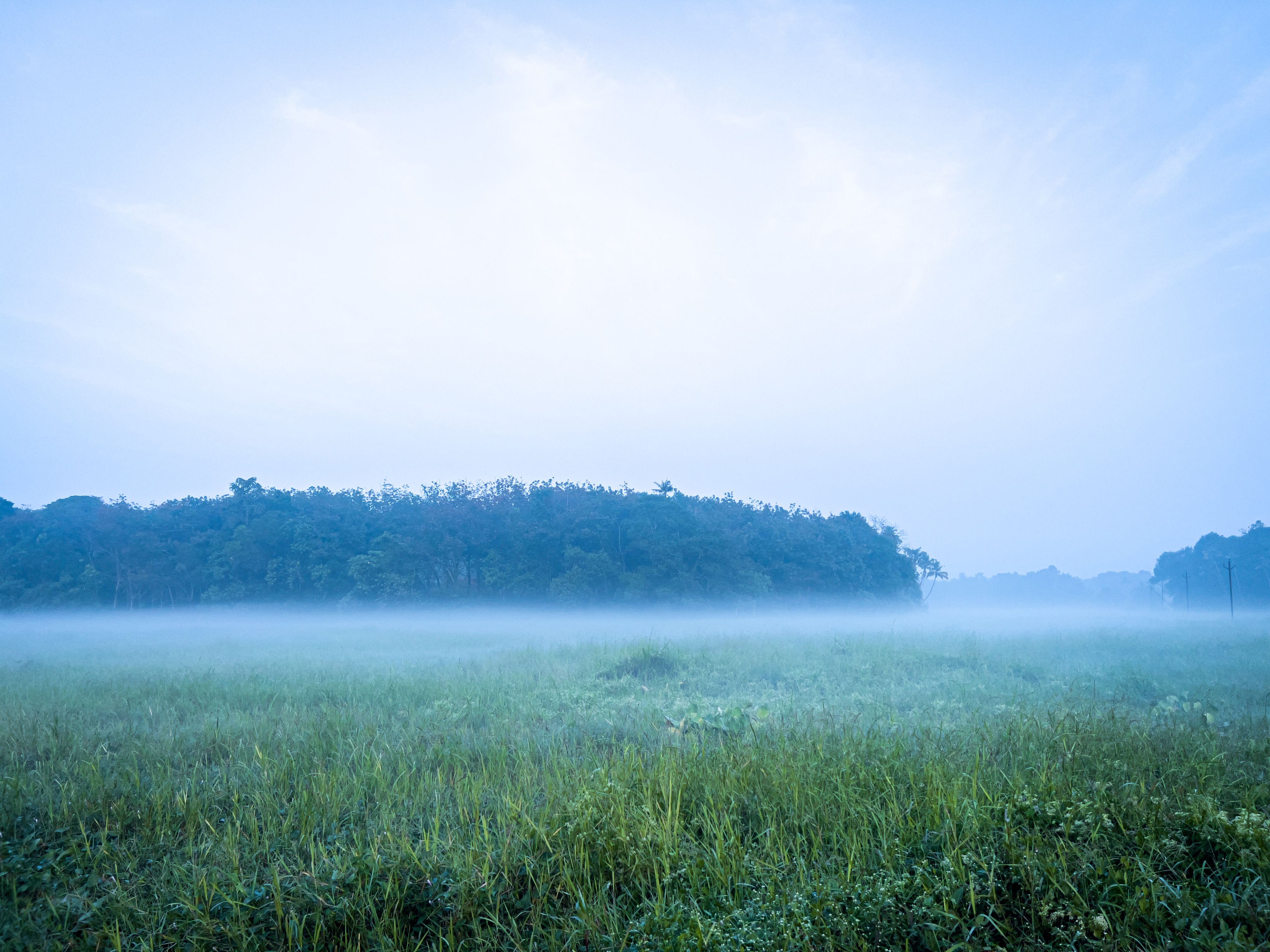 Serene Misty Morning in a Green Field · Free Stock Photo