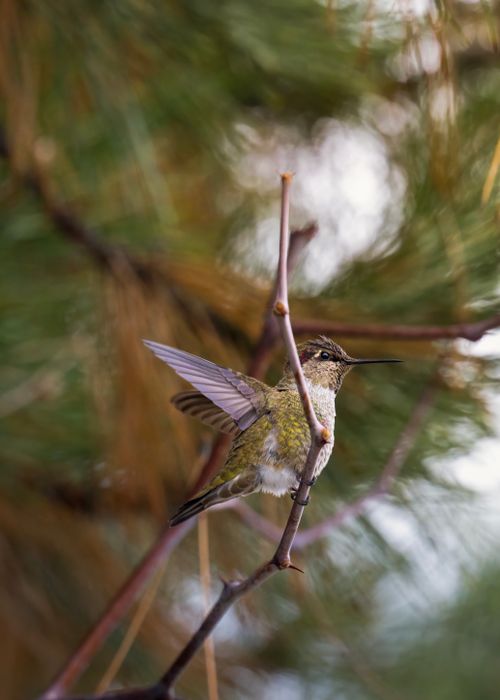 Free A colorful hummingbird perched on a branch amidst lush greenery in a summer forest setting. Stock Photo