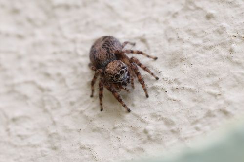 Free Detailed macro shot of a jumping spider on a light surface, showcasing its unique features. Stock Photo