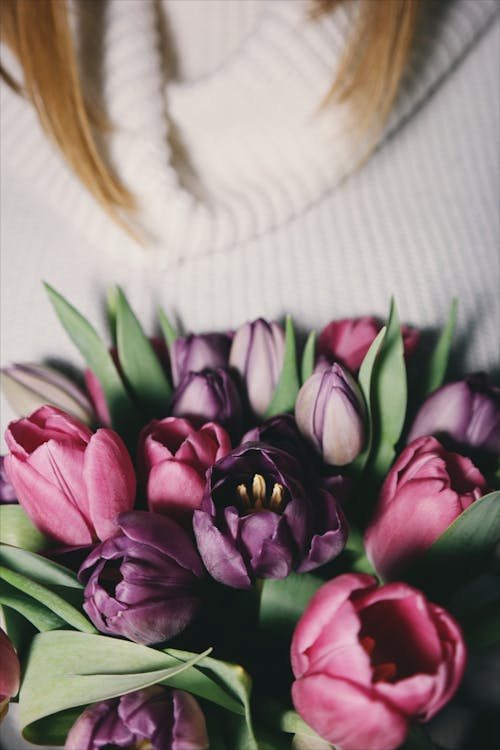 Free Red and Purple Tulips Stock Photo