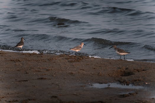 Three sandpipers wading along a sandy shoreline with gentle ocean waves.