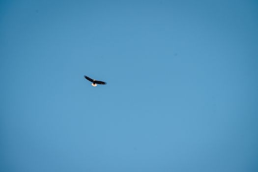 eagle photo