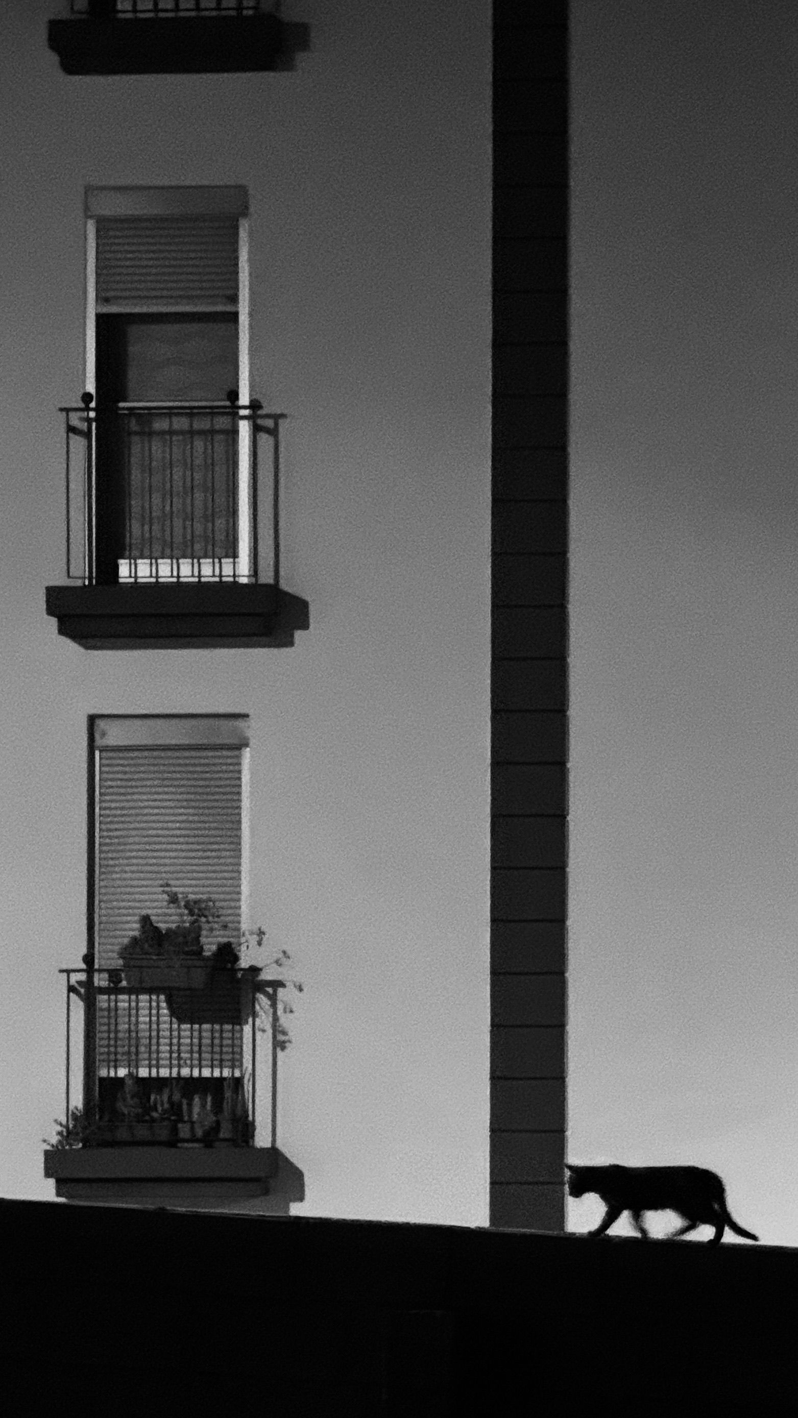 Black and white silhouette of a cat walking by a building facade at night.