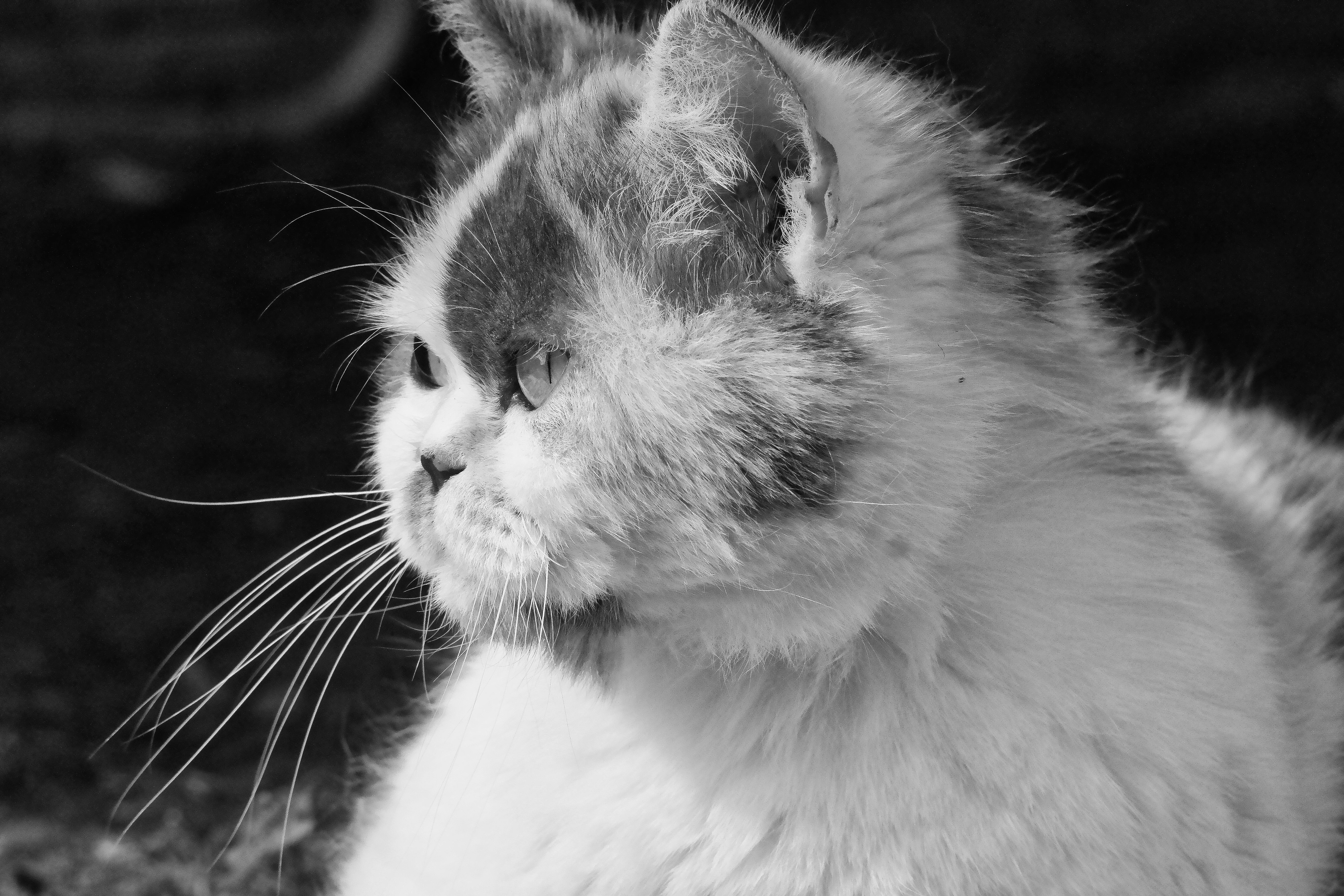 Portrait of a cat at a veterinary clinic