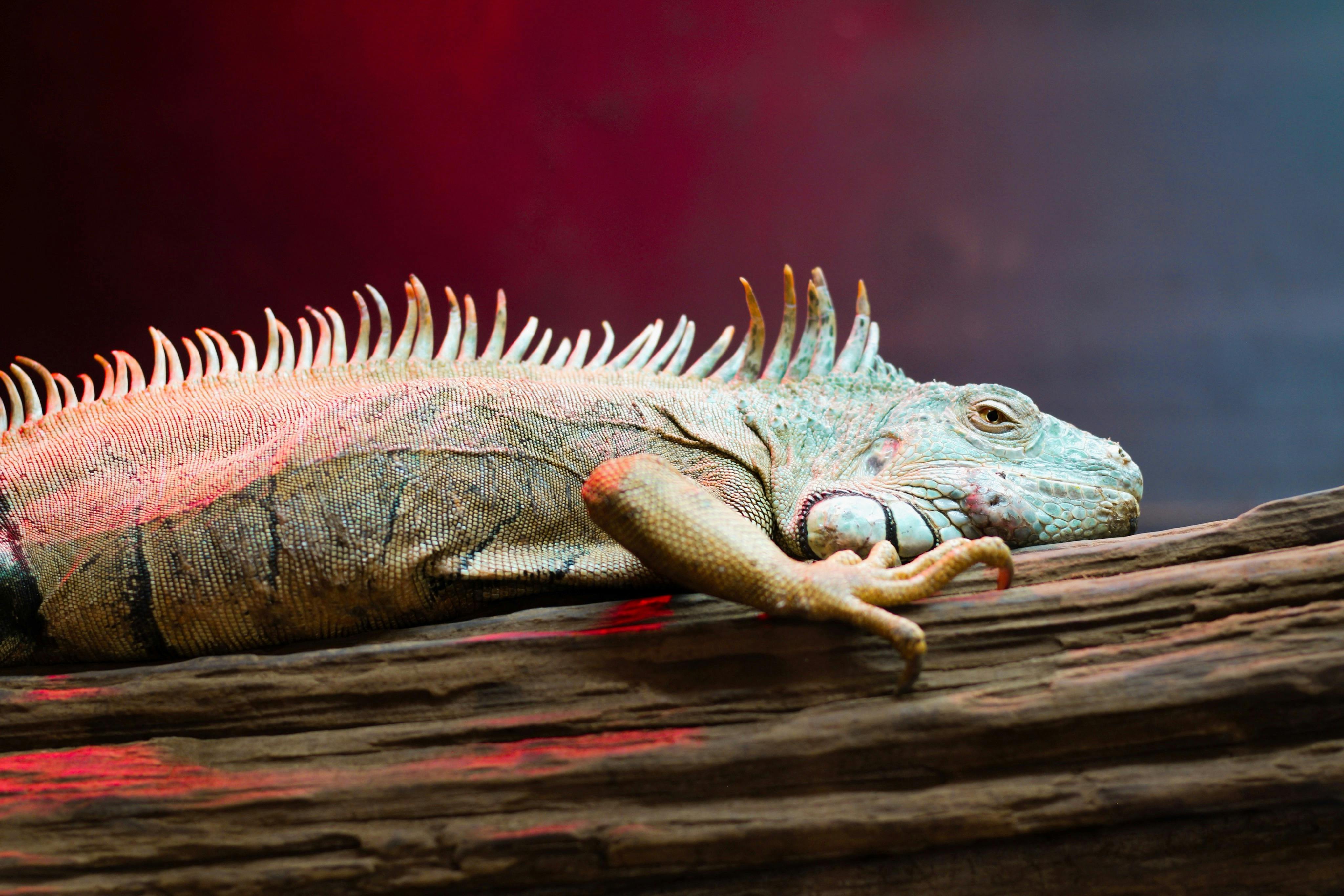 Jurassic dinosaurs had specialized diets to coexist peacefully — Photo by abrios on Pexels