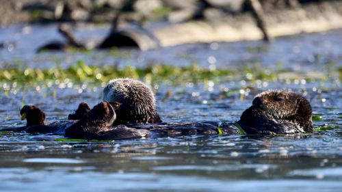 Free A group of sea otters floating peacefully in the waters of California's coastline. Stock Photo