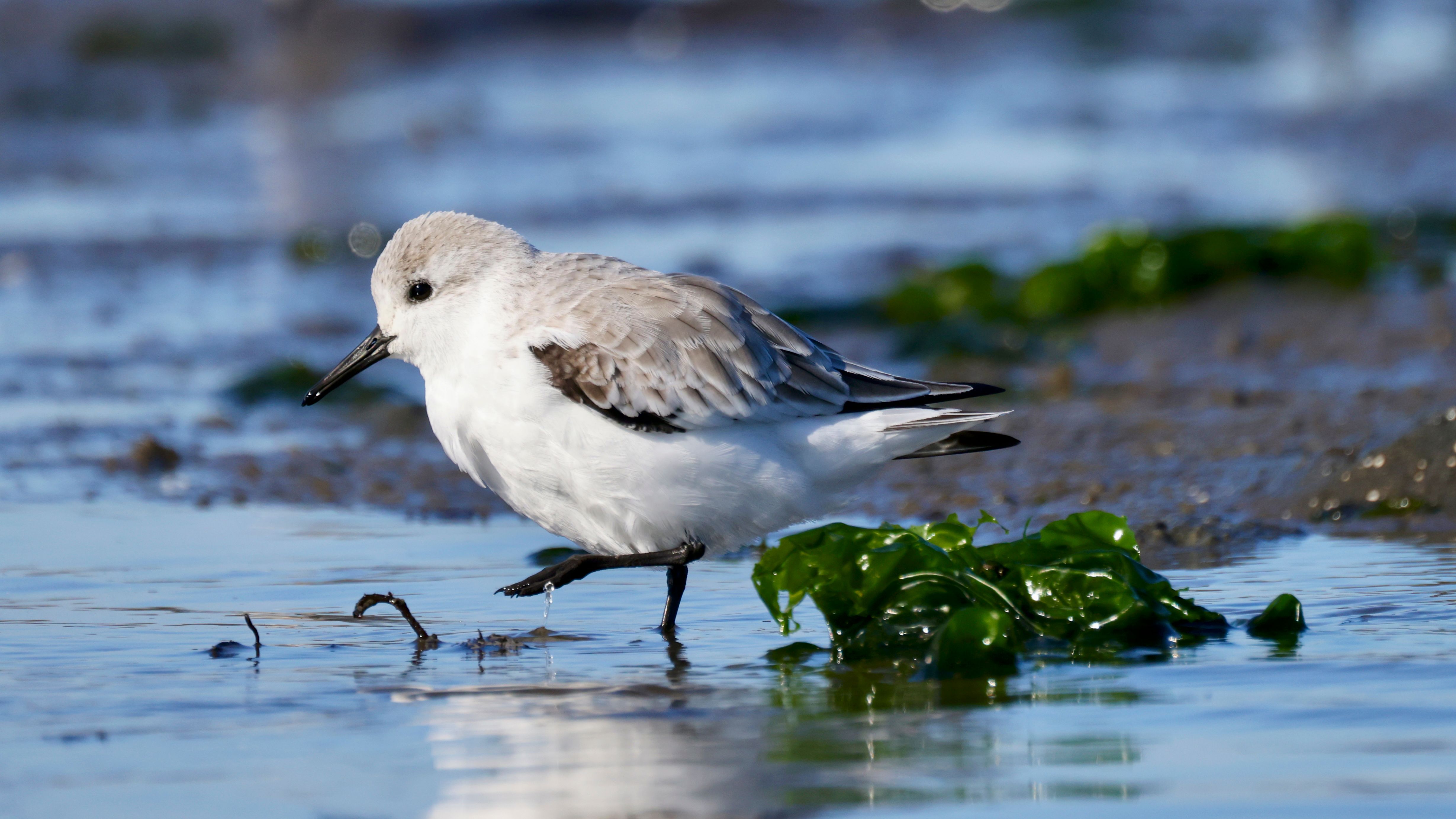 Sanderling Walking Along California Beach · Free Stock Photo