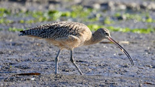Free A Long-billed Curlew searching for food in a Californian wetland. Stock Photo