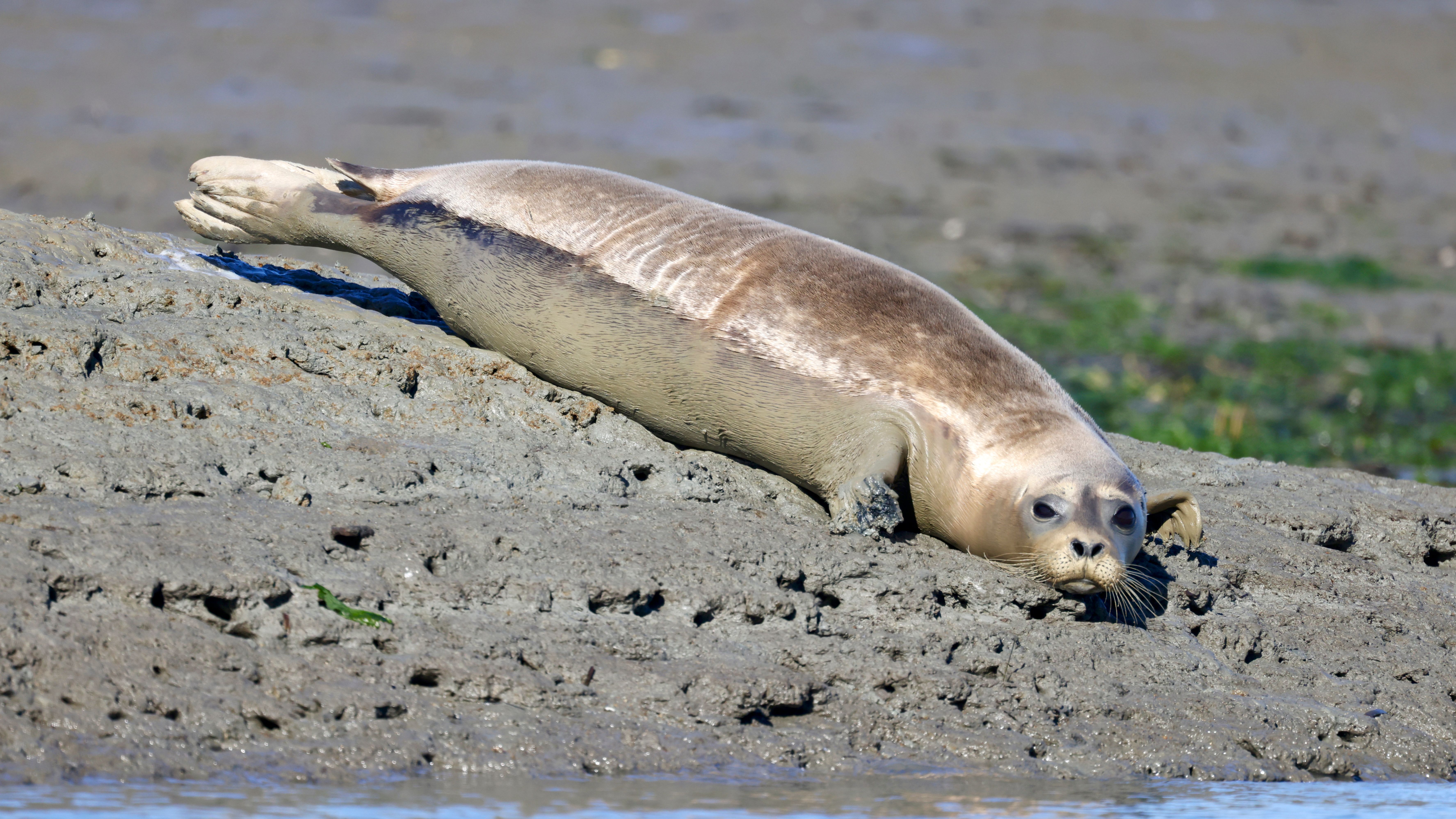 Harbor Seal Resting on Coastal Shoreline in California · Free Stock Photo
