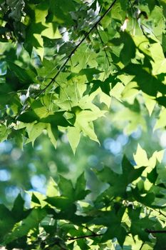 Sunlight filtering through vibrant green maple leaves creating a serene and vibrant atmosphere.