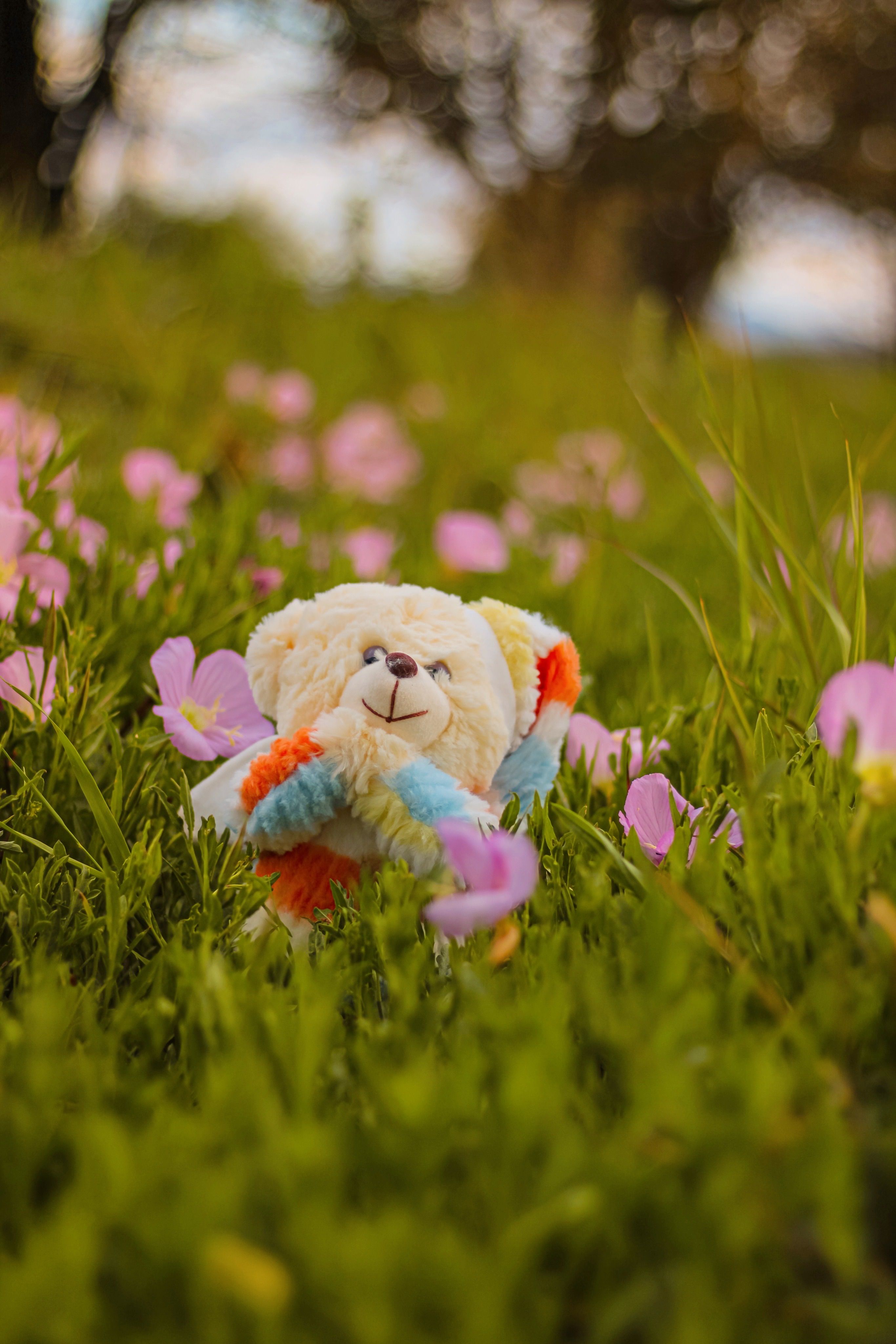 Colorful Teddy Bear in a Field of Flowers · Free Stock Photo