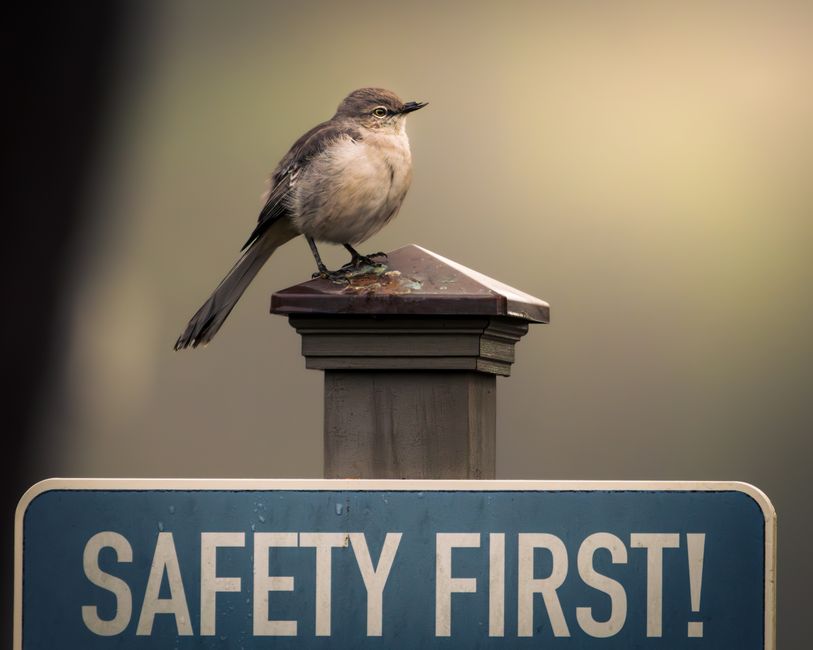 Australian News Roundup: Bird Flu, Local Politics, and Retail Industry Shifts