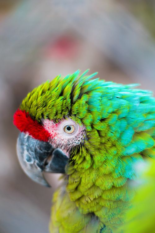 Free Close-up photo capturing the vibrant colors and details of a green macaw parrot. Stock Photo