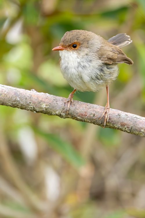 Free Close-up of a female superb fairy wren perched on a branch in Culburra Beach, NSW, Australia. Stock Photo