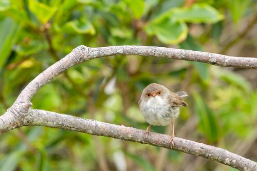 Free A female superb fairy wren perched on a branch in Culburra Beach, New South Wales, Australia. Stock Photo
