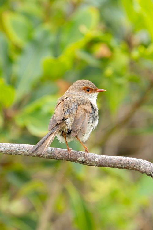 Free A stunning female Superb Fairy-wren perched on a branch at Culburra Beach, Australia. Stock Photo