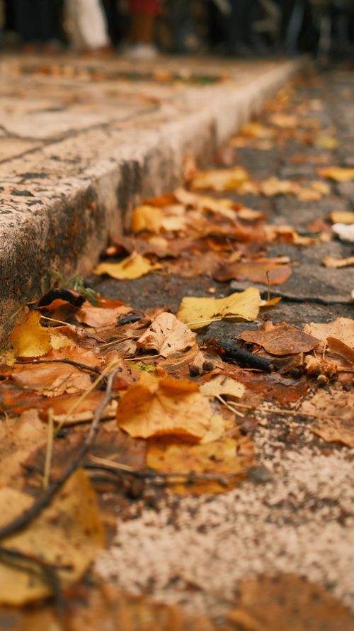 Free Close-up of autumn leaves scattered on a cobblestone street during fall. Stock Photo