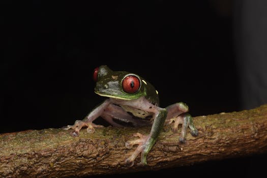 Vibrant Red-eyed Tree Frog perched on branch in natural habitat.