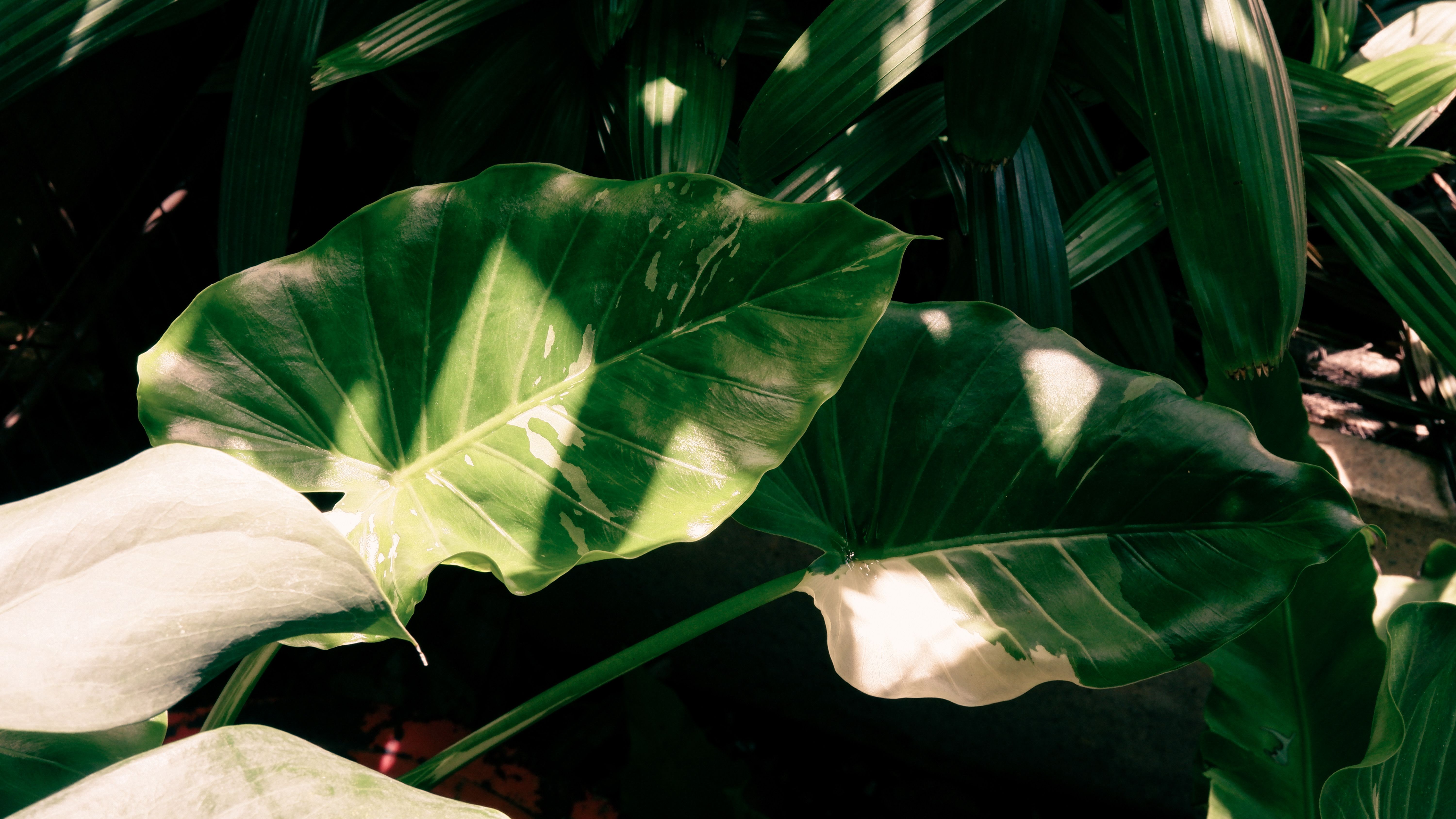 Philodendron Golden Dragon