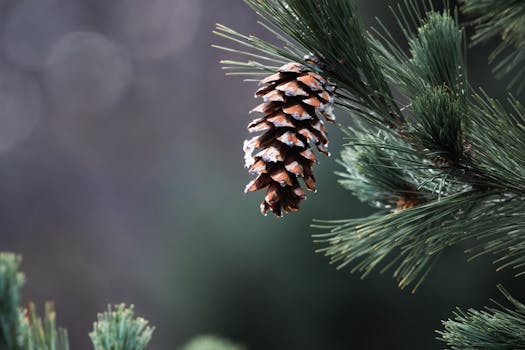 Free stock photo of 2025, 4k nature, 4k photo