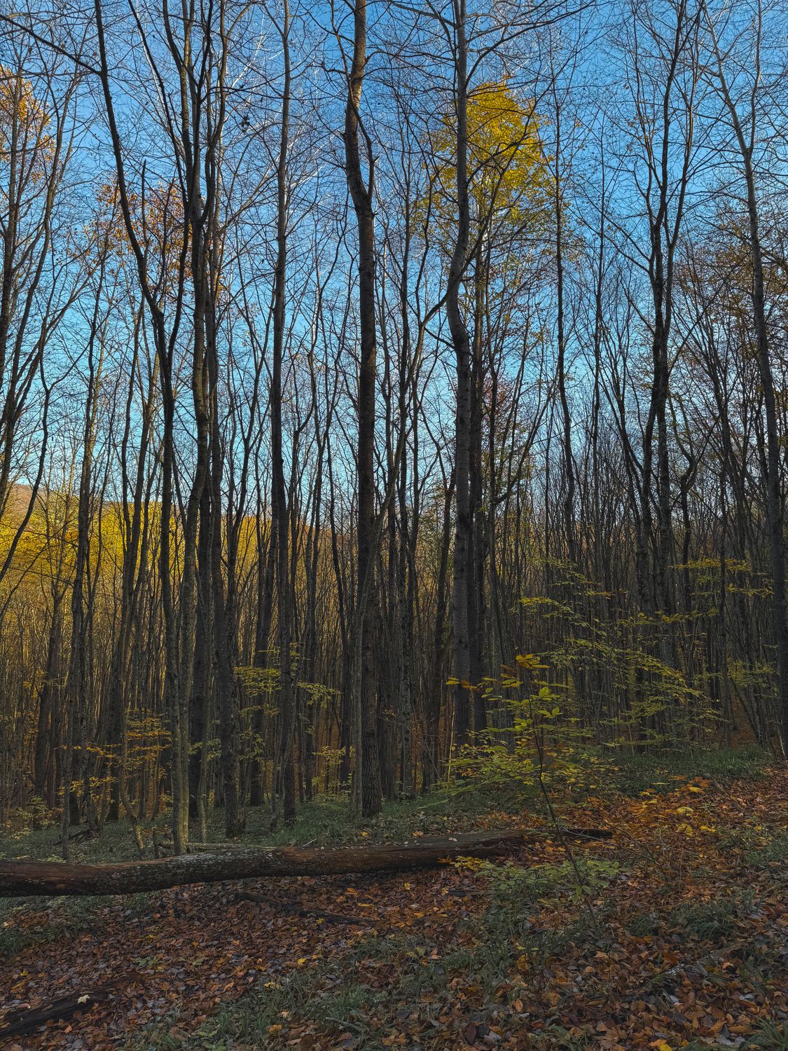 Serene Autumn Forest with Bare Trees at Sunset · Free Stock Photo