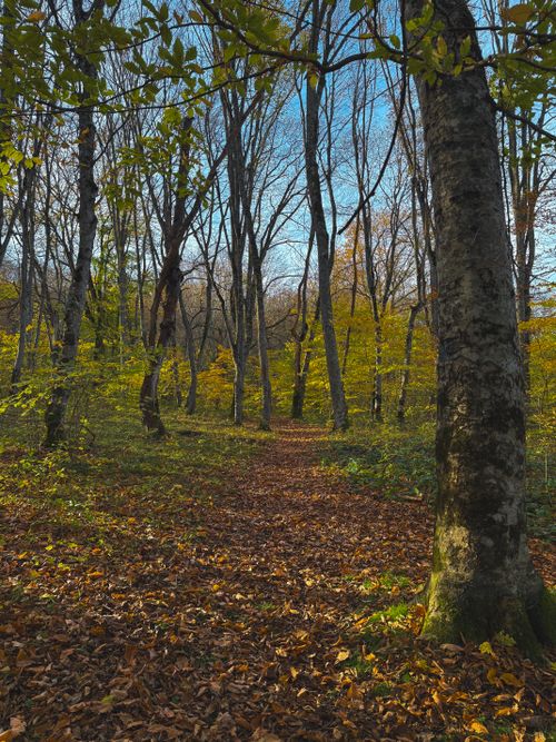 Free Serene autumn forest with sunlight filtering through trees on a leaf-covered path. Stock Photo