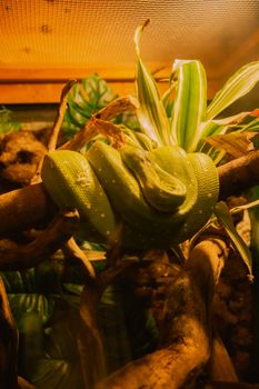 pythons photo