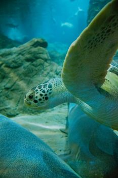 turtle photo